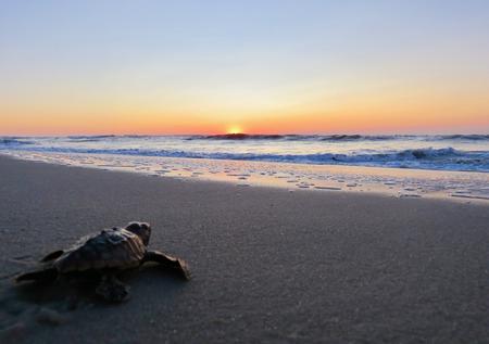 A turtle crawls toward the sea.A turtle crawls toward the sea.  