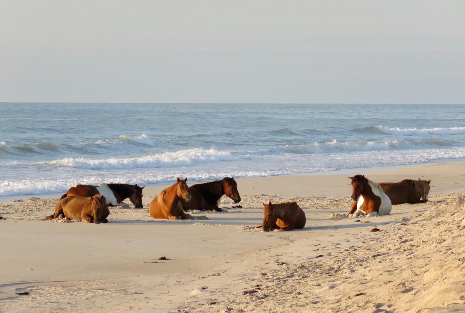 A band of horses rest on the beachWild horses often seek respite from the heat and biting insects by resting on the beach.