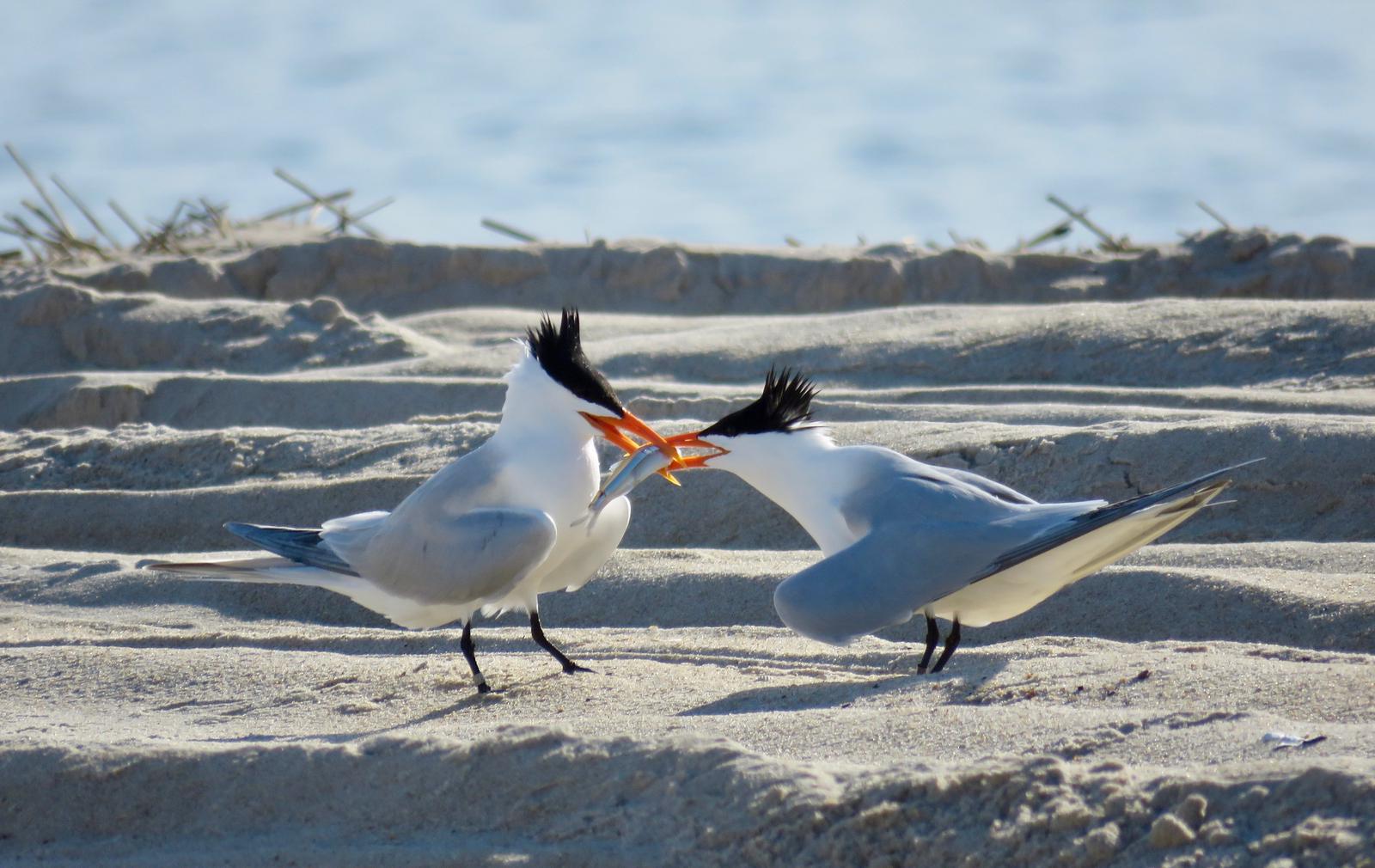 Royal Terns tussle over a tasty fish.