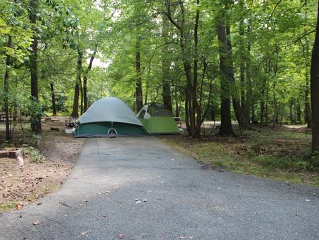 B Loop Site 50 Greenbelt Park Maryland campground (former Site 49)
