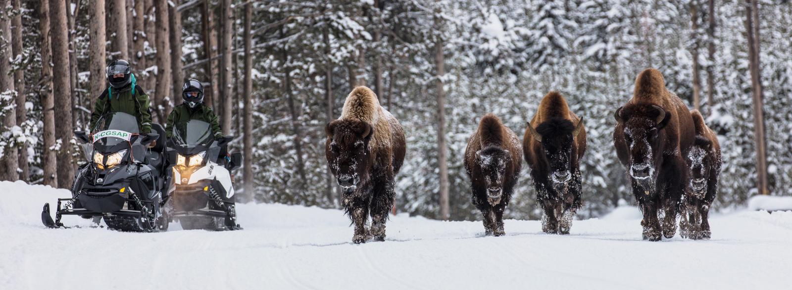 Two people on snowmobiles travel past bison walking on the road. 