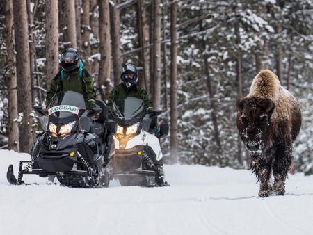 Two people on snowmobiles travel past bison walking on the road.