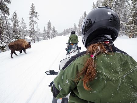 Two people on snowmobiles travel past a bison walking on the roadPass with caution