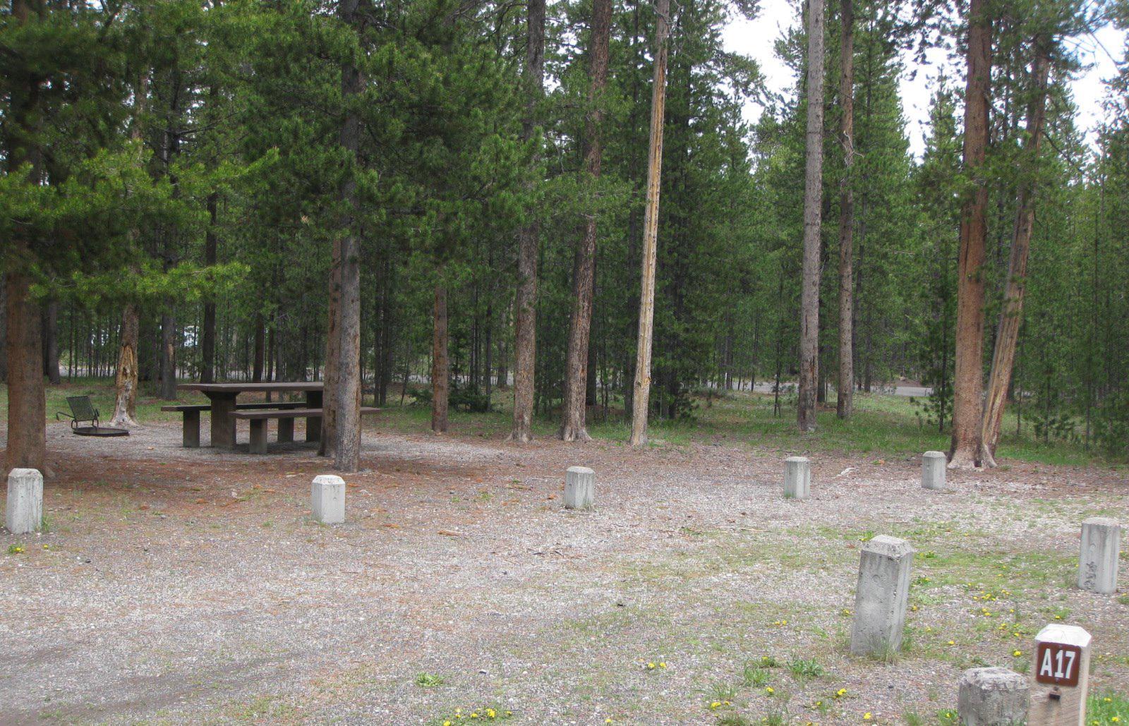 Site A17, surrounded by pine trees, picnic table & fire ringSite A17