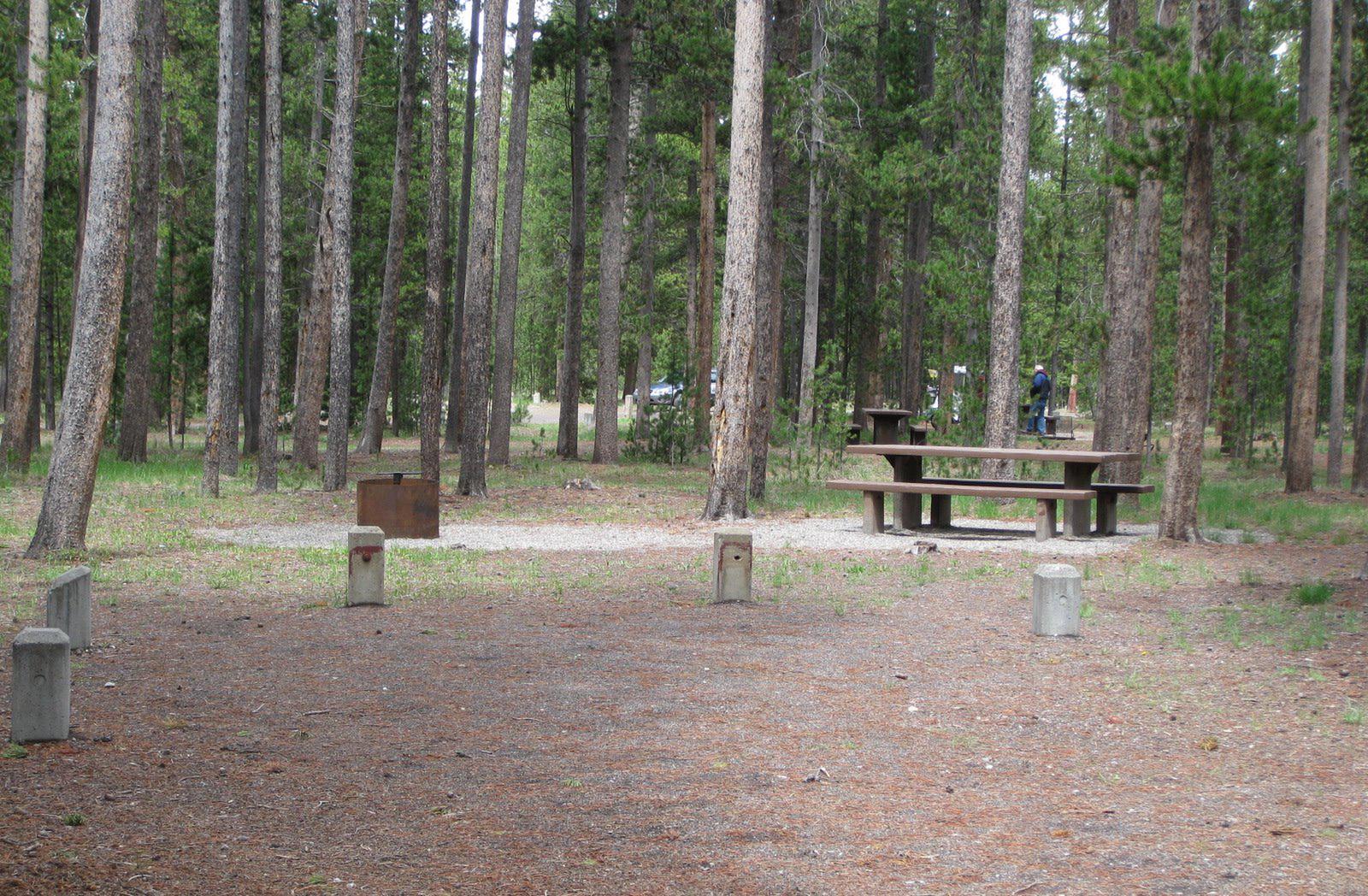 Site A8, campsite surrounded by pine trees, picnic table & fire ringSite A8