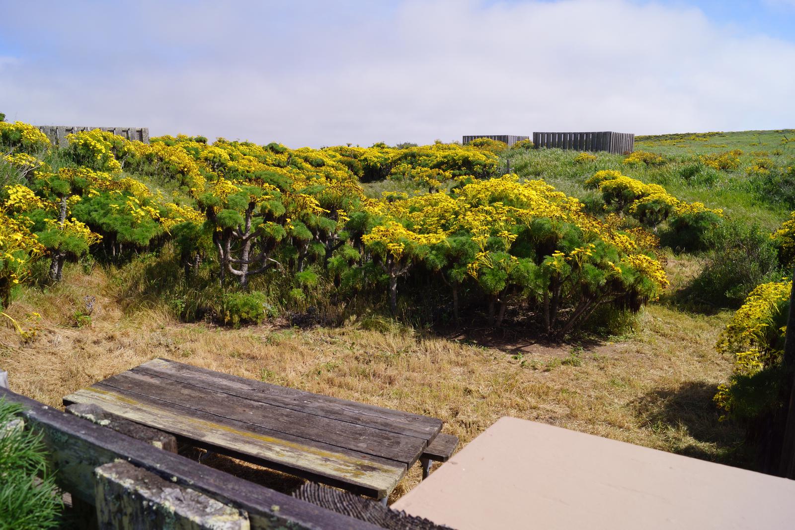 Wood picnic table and five-foot windbreak surrounded by yellow flowering plant. SAN MIGUEL ISLAND AREA - 001
