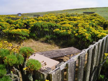 Wood picnic table and five-foot windbreak surrounded by yellow flowering plant. SAN MIGUEL ISLAND AREA - 002
