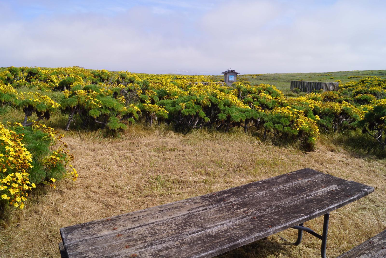 Wood picnic table and five-foot windbreak surrounded by yellow flowering plantSAN MIGUEL ISLAND AREA - 003
