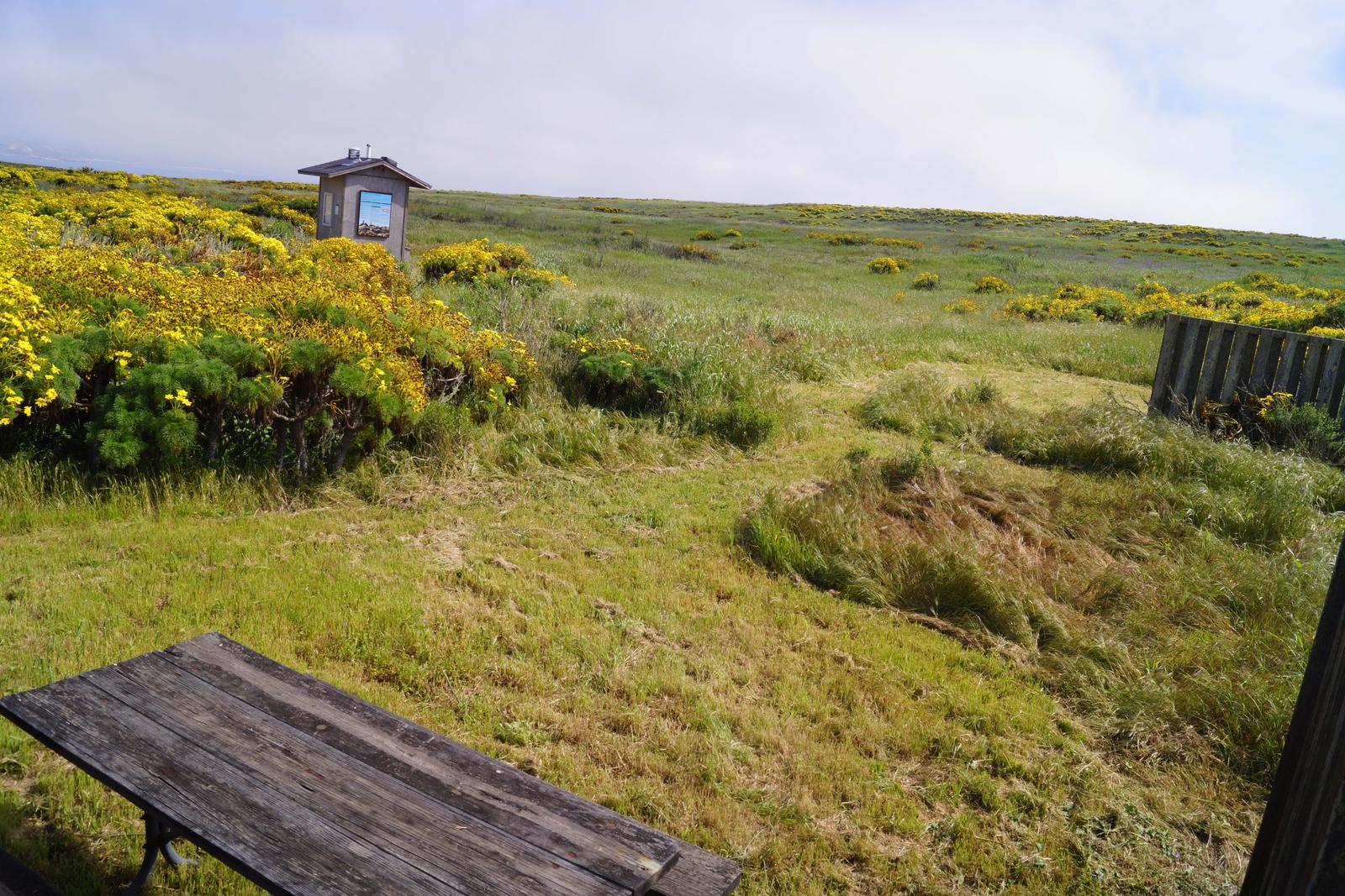 Wood picnic table and five-foot windbreak surrounded by yellow flowering plantSAN MIGUEL ISLAND AREA - 004
