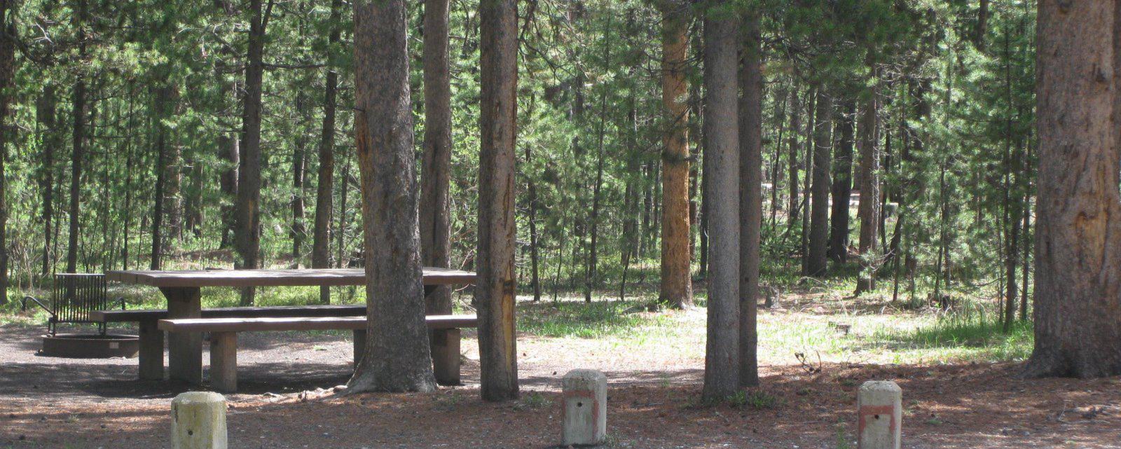 Site B16, surrounded by pine trees, picnic table & fire ringSite B16