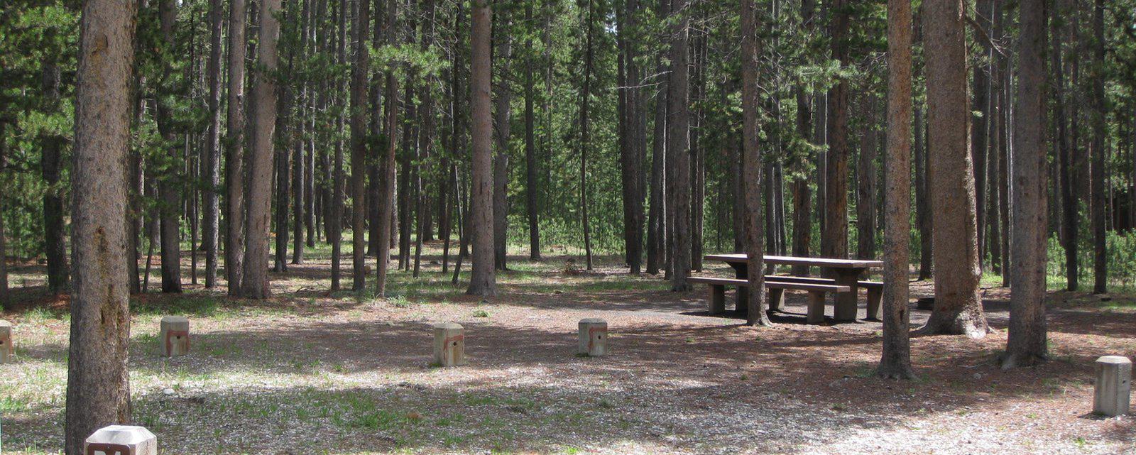 Site B4, surrounded by pine trees, picnic table & fire ringSite B4