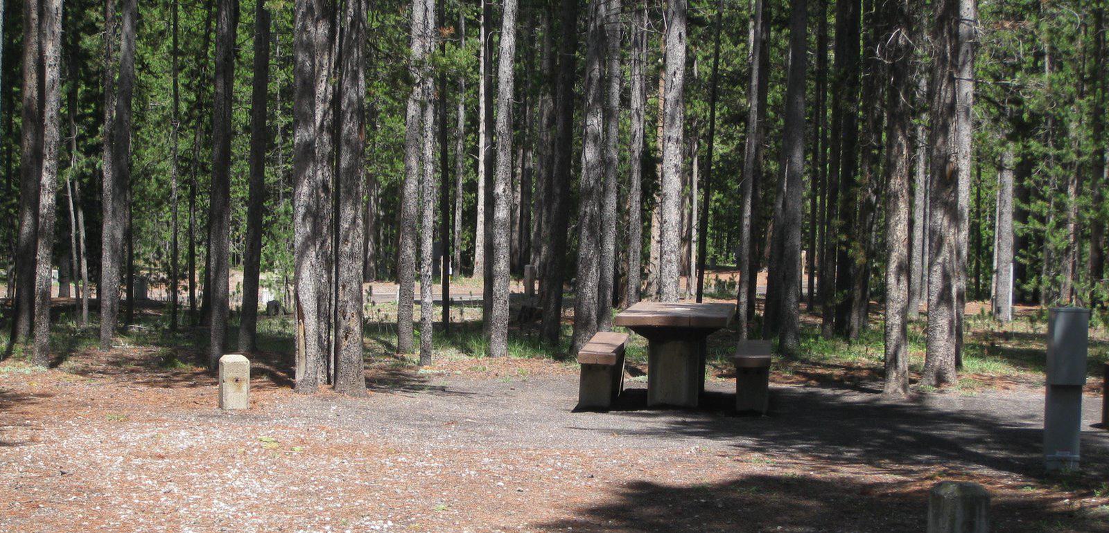 Site C11, surrounded by pine trees, picnic table & fire ringSite C11