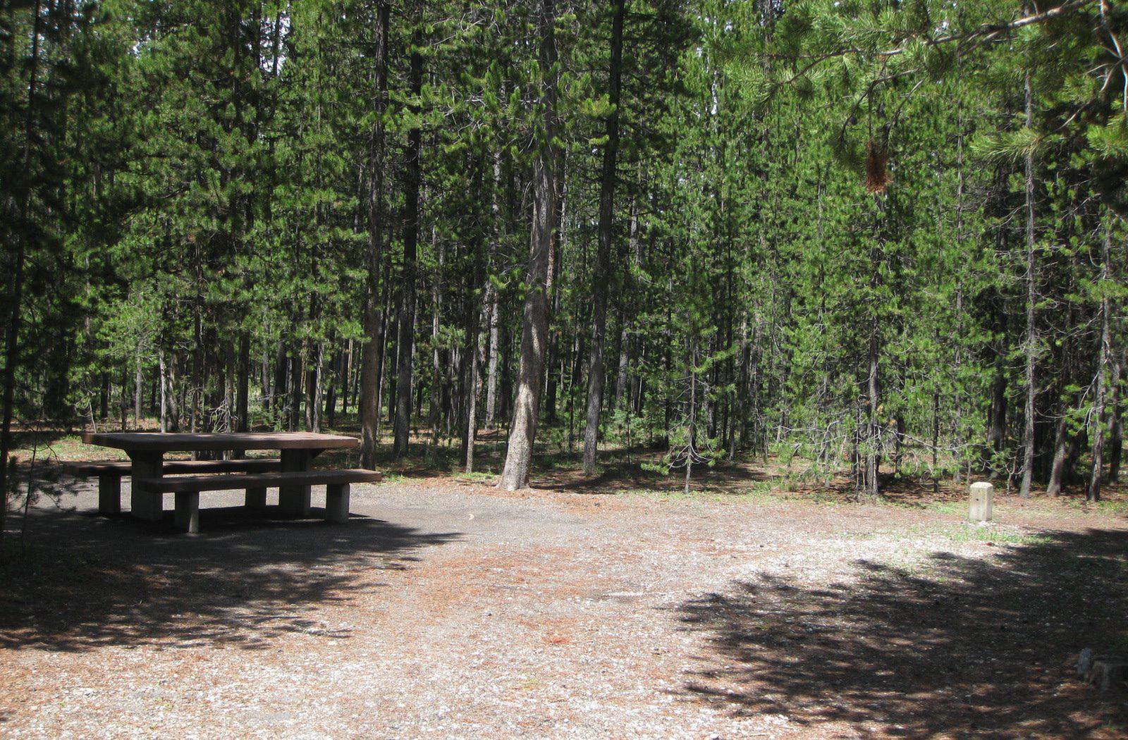 Site C6, surrounded by pine trees, picnic table & fire ringSite C6