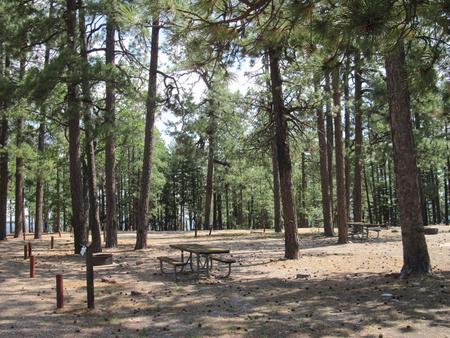 Overview of Gentry Campground showing campsites among pine forestGentry Campground