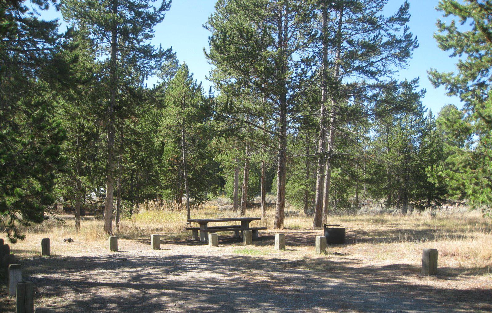 Site 8, campsite surrounded by pine trees, picnic table & fire ringSite 8