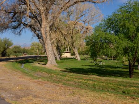 Large Cottonwood trees lining the group campsites with green grassLarge trees lining grassy, flat areas