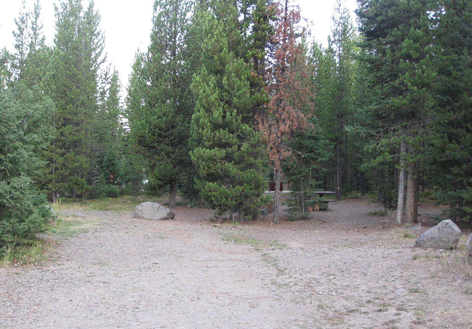 Site 7, campsite surrounded by pine trees, picnic table & fire ringSite 7
