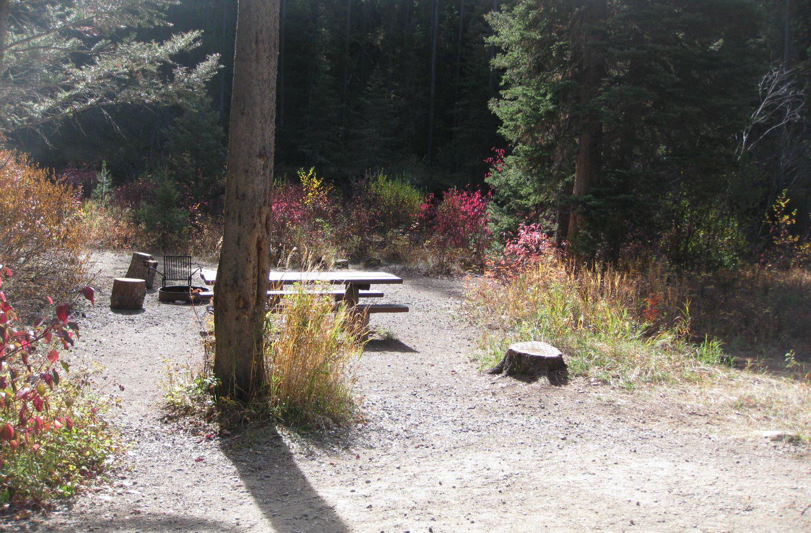 Site 4, campsite surrounded by pine trees, picnic table & fire ringSite 4