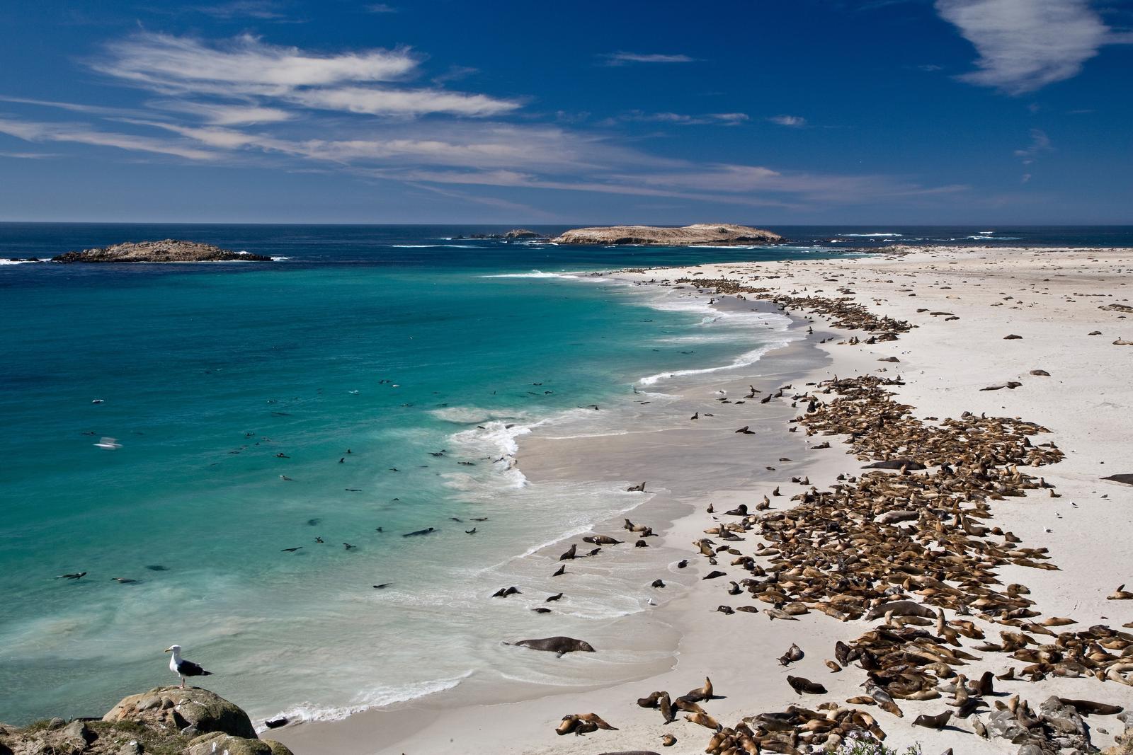 White sand beach covered with seals and seal lions. Point Bennett, San Miguel Island