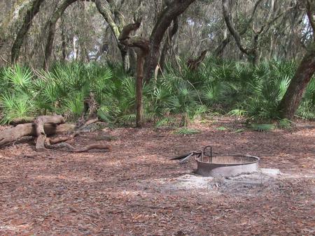 campsite with fire ring surrounded by palmettos, under live oak branchesStafford Beach site 1