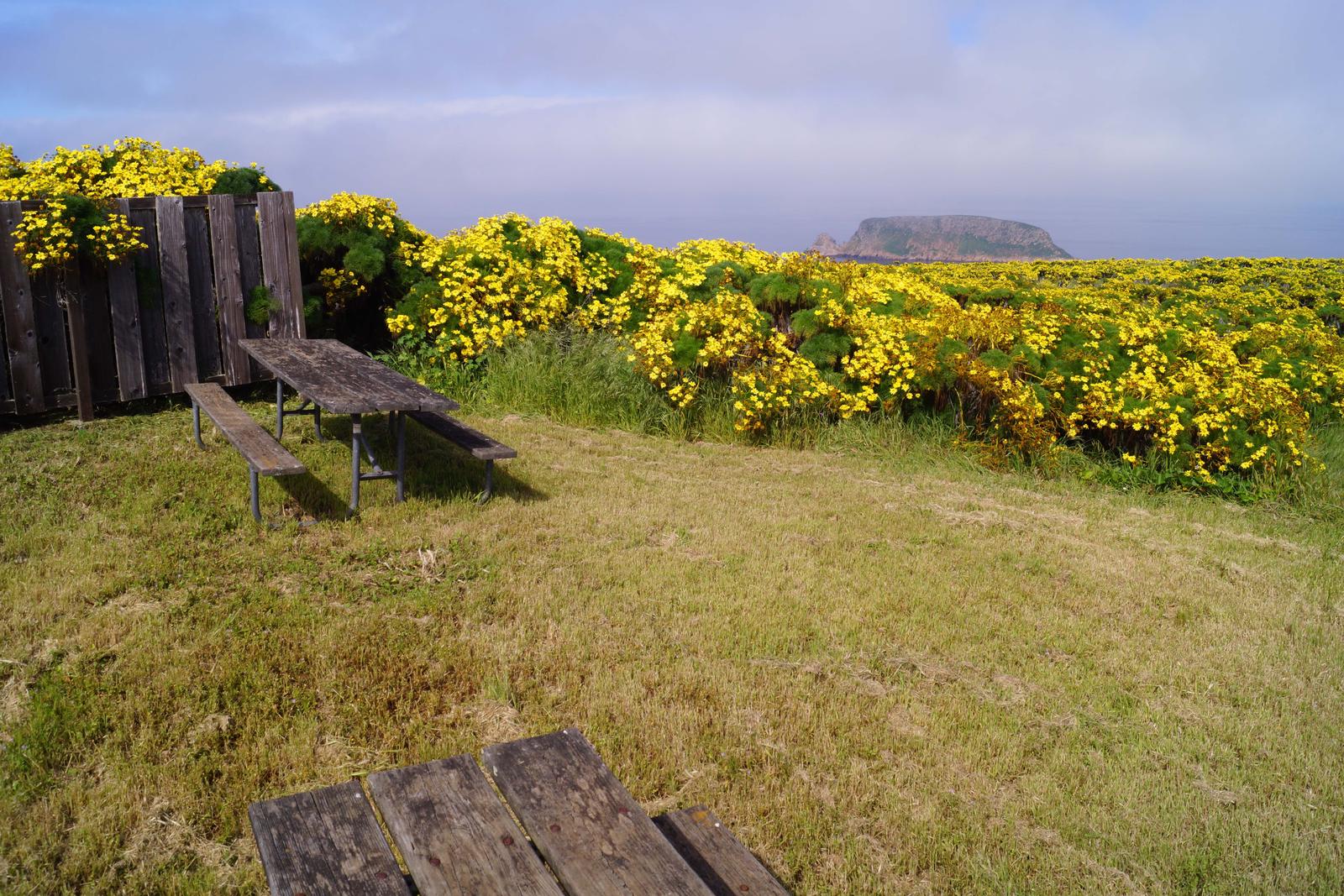 Wood picnic table and five-foot windbreak surrounded by yellow flowering plant.SAN MIGUEL ISLAND AREA - 005
