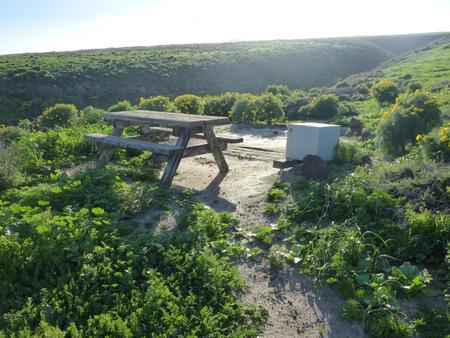Picnic table and food storage box surrounded by low bushes and grass overlooking ocean.  SANTA BARBARA ISLAND AREA - 008
