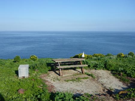 Picnic table and food storage box surrounded by low bushes and grass overlooking ocean.  SANTA BARBARA ISLAND AREA - 004
