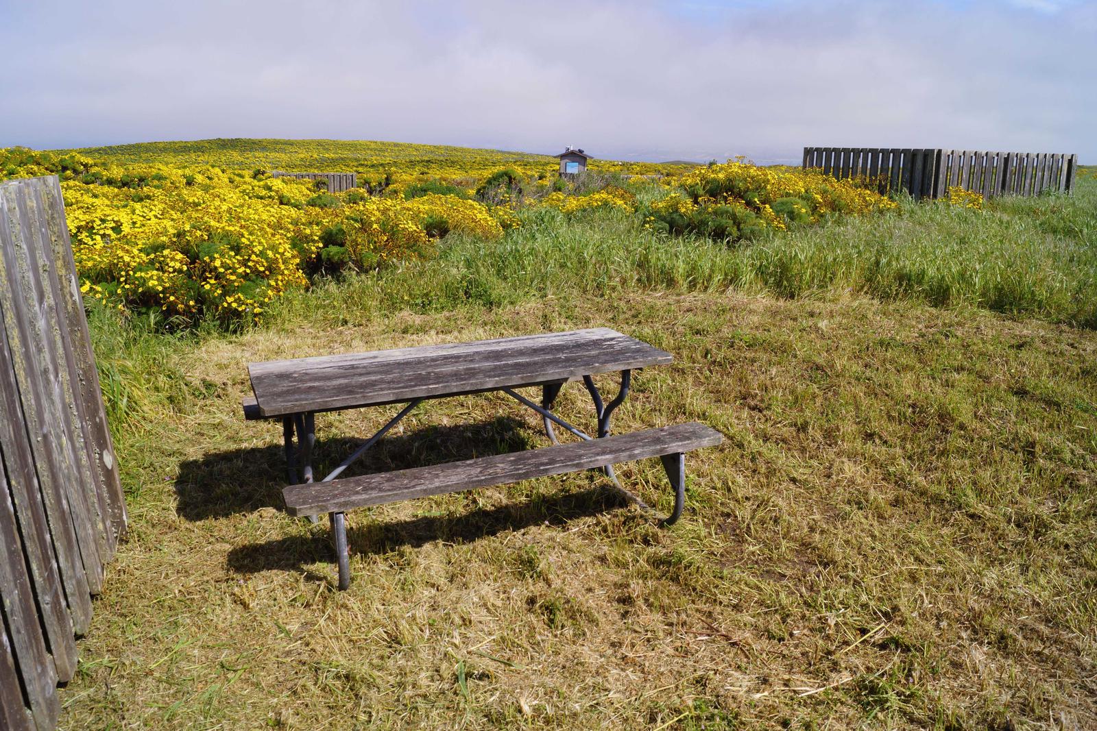 Picnic table and windbreak surrounded by grass and yellow flowered plant. SAN MIGUEL ISLAND AREA - 007
