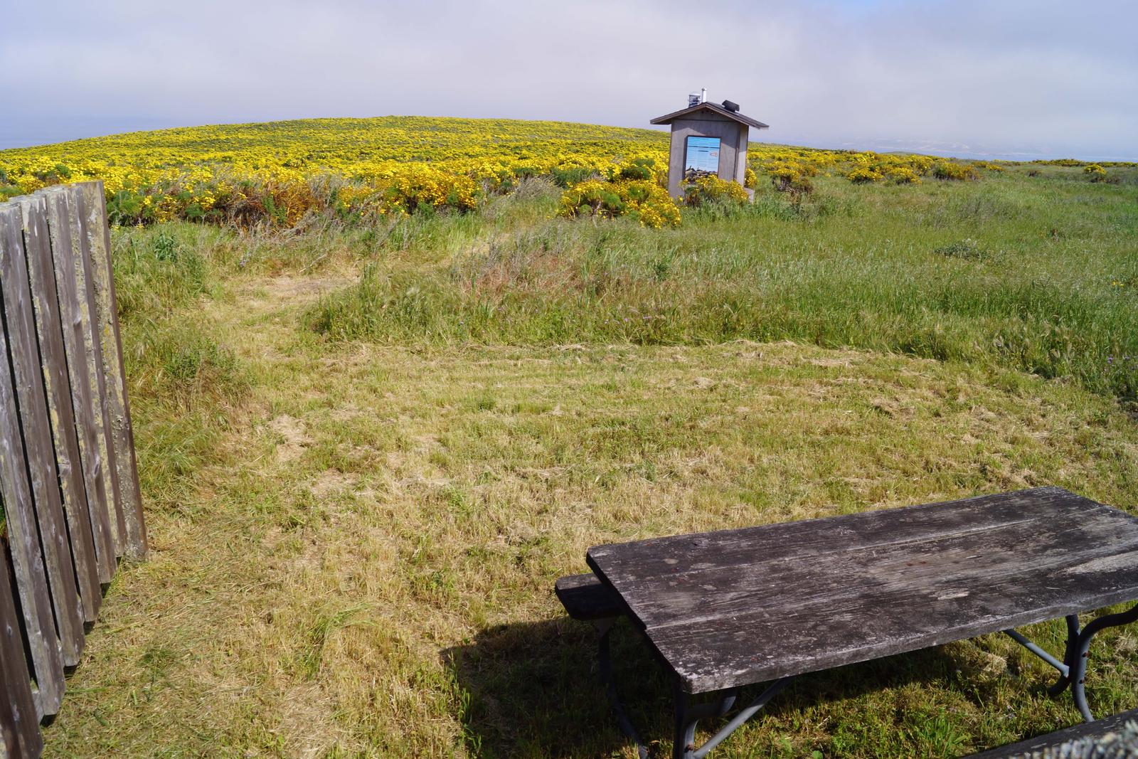 Picnic table and windbreak surrounded by grass and yellow flowered plant. SAN MIGUEL ISLAND AREA - 009
