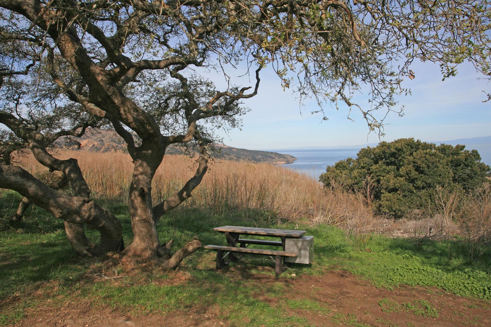 Picnic table next to large tree overlooking ocean. Del Norte Backcountry, Santa Cruz Island
