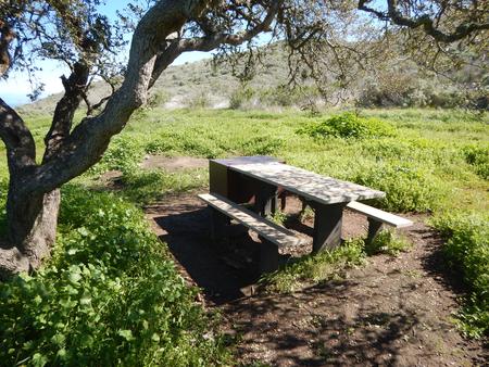 Picnic table next to large tree overlooking ocean. BACKCOUNTRY AREA - 003
