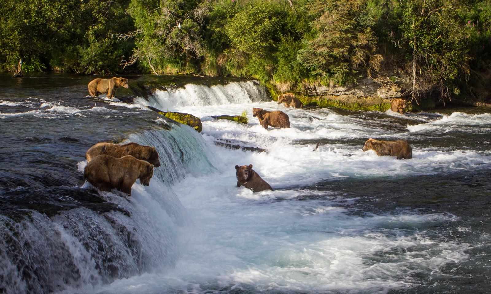 Brown bears fishing for salmon at Brooks Falls.In peak season, July, bears congregate at Brooks Falls to fish for sockeye salmon. 