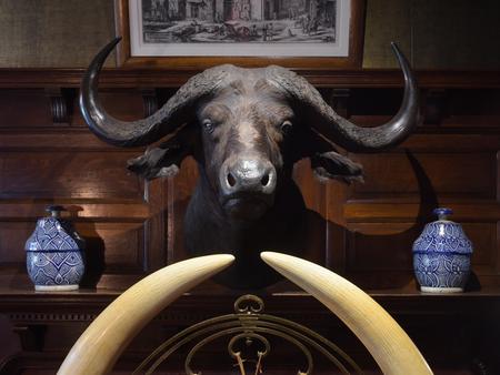 A taxidermied cape buffalo head mounted on oak panelling with blue jars on shelf and elephant tusks underneath.The front hall of Sagamore Hill.