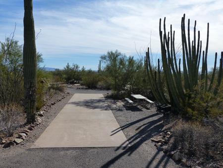 Pull-thru campsite with picnic table and grill, cactus and desert vegetation surround site.  Site 022