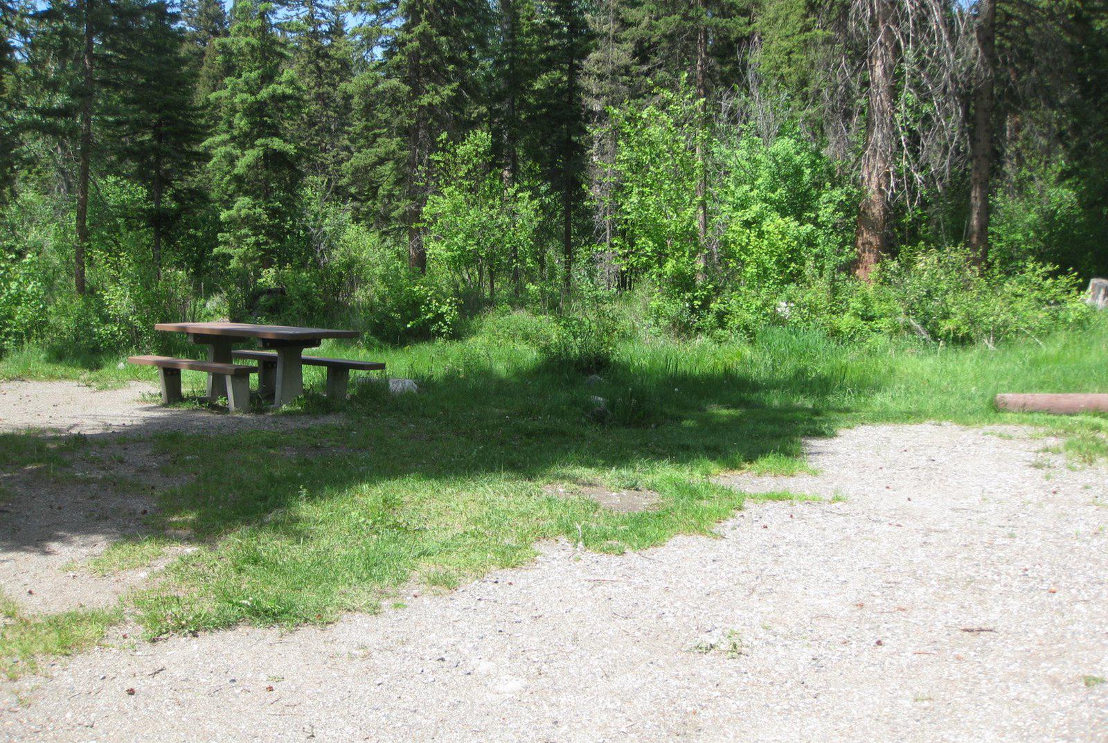 Site 20, campsite surrounded by pine trees, picnic table & fire ringSite 20