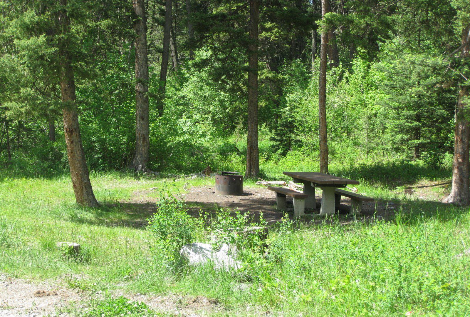Site 25, campsite surrounded by pine trees, picnic table & fire ringSite 25