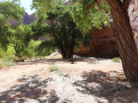 Large, sandy camp site shaded with large cottonwood trees and a picnic table near by. Site is surrounded by tall red rock canyon walls. 