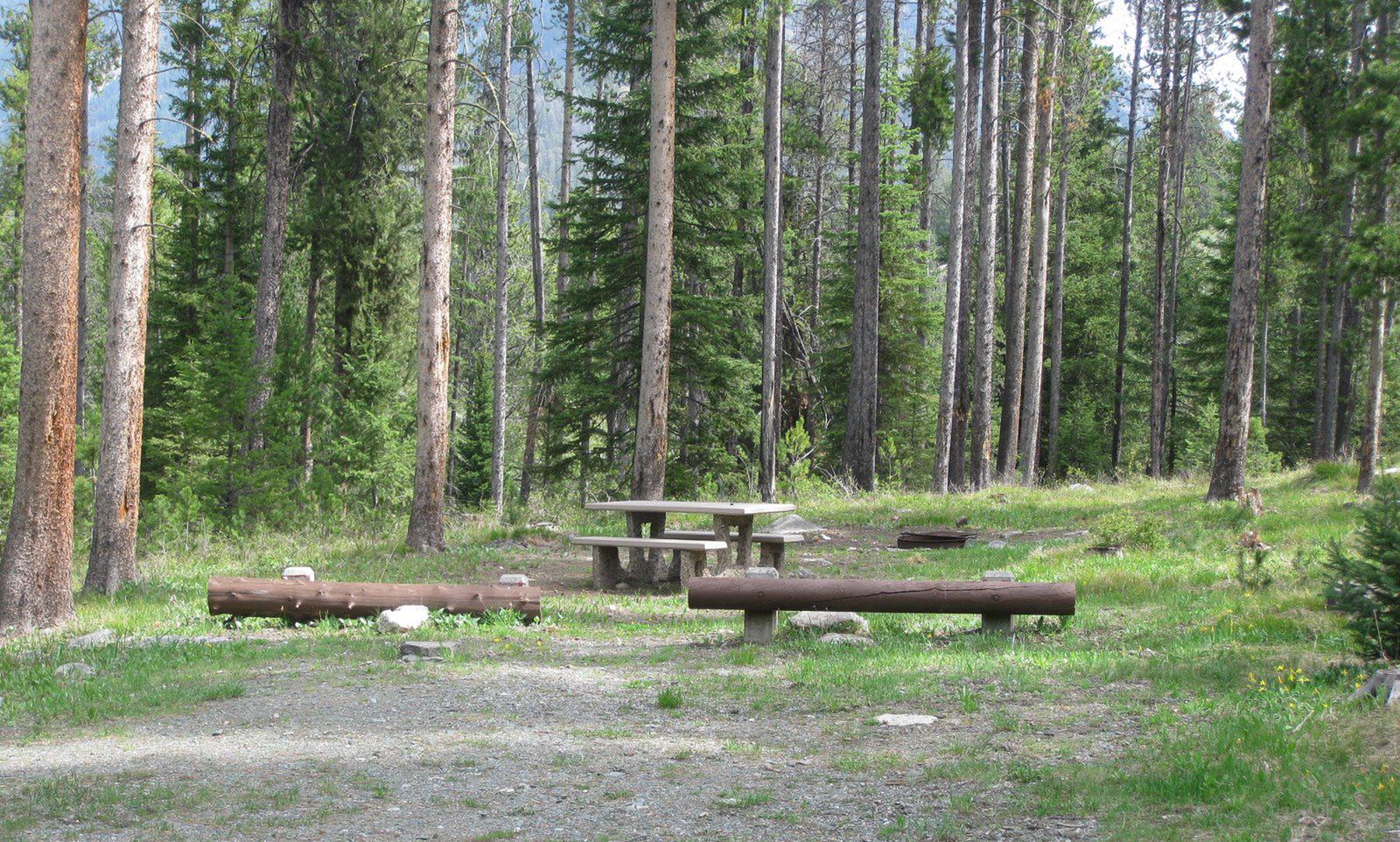 Site A18, campsite surrounded by pine trees, picnic table & fire ringSite A18