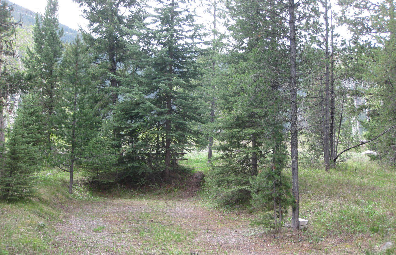 Site C2, campsite surrounded by pine trees, picnic table & fire ringSite C2