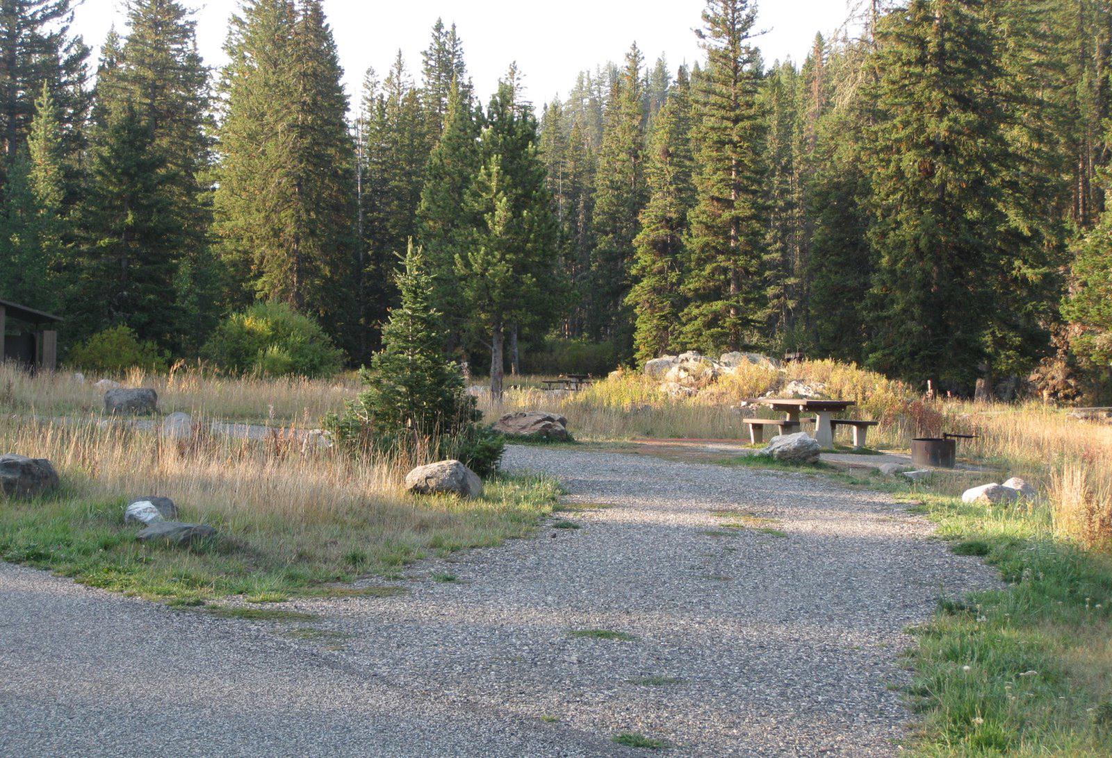 Site 7, campsite surrounded by pine trees, picnic table & fire ringSite 7