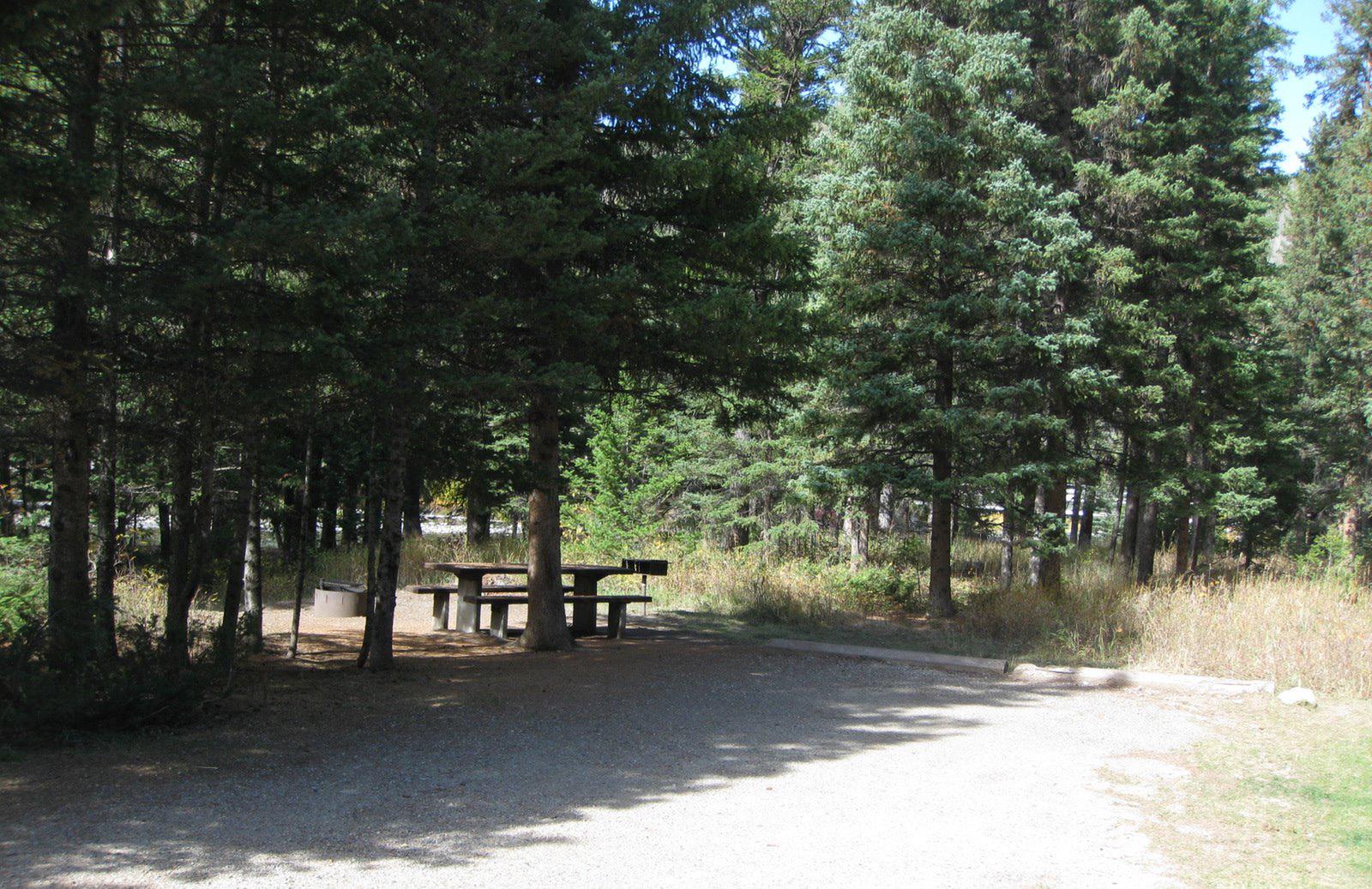 Site 9, campsite surrounded by pine trees, picnic table & fire ringSite 9