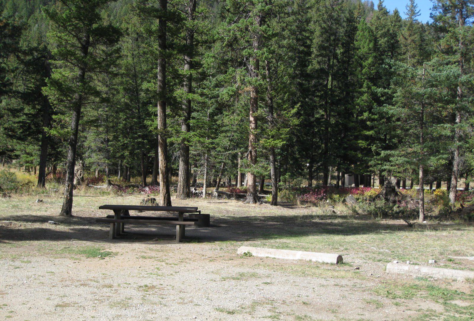 Site 12, campsite surrounded by pine trees, picnic table & fire ringSite 12