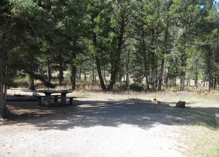 Site 24, campsite surrounded by pine trees, picnic table & fire ringSite 24