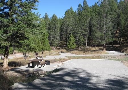 Site 41, campsite surrounded by pine trees, picnic table & fire ringSite 41