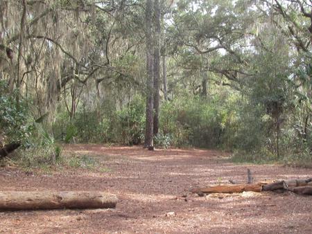 Open pine needle covered ground surrounded by live oaks, pines, and palmettosYankee Paradise wilderness campsite