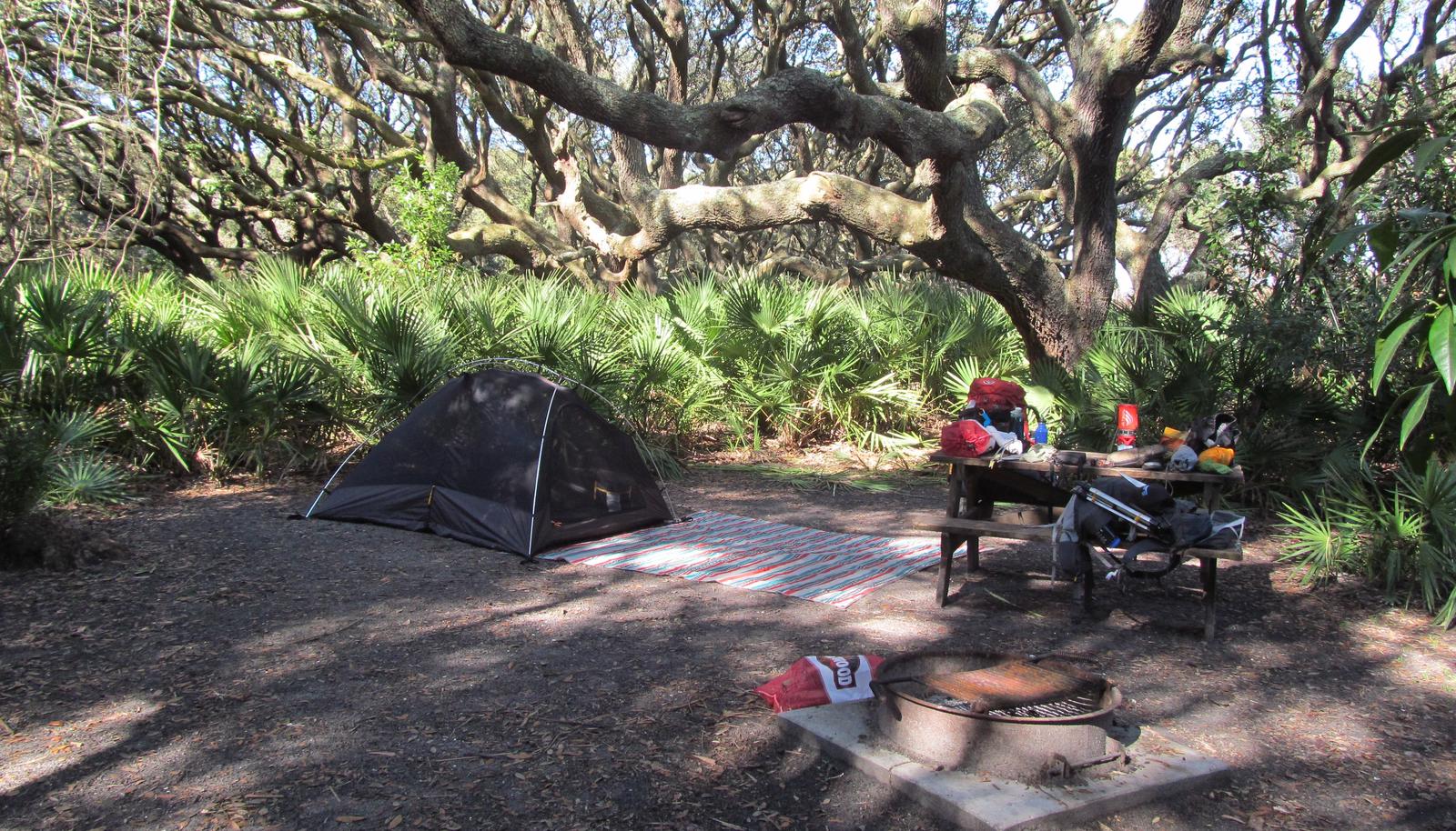 campsite with picnic table, food cage, and fire ring under live oak treesSea Camp site 10