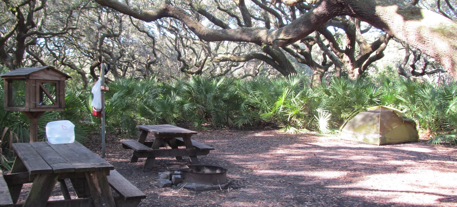 campsite with picnic table, food cage, and fire ring under live oak treesSea Camp site 11