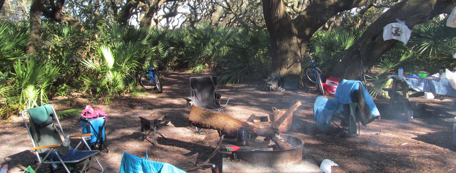 campsite with picnic table, food cage, and fire ring under live oak treesSea Camp site 12