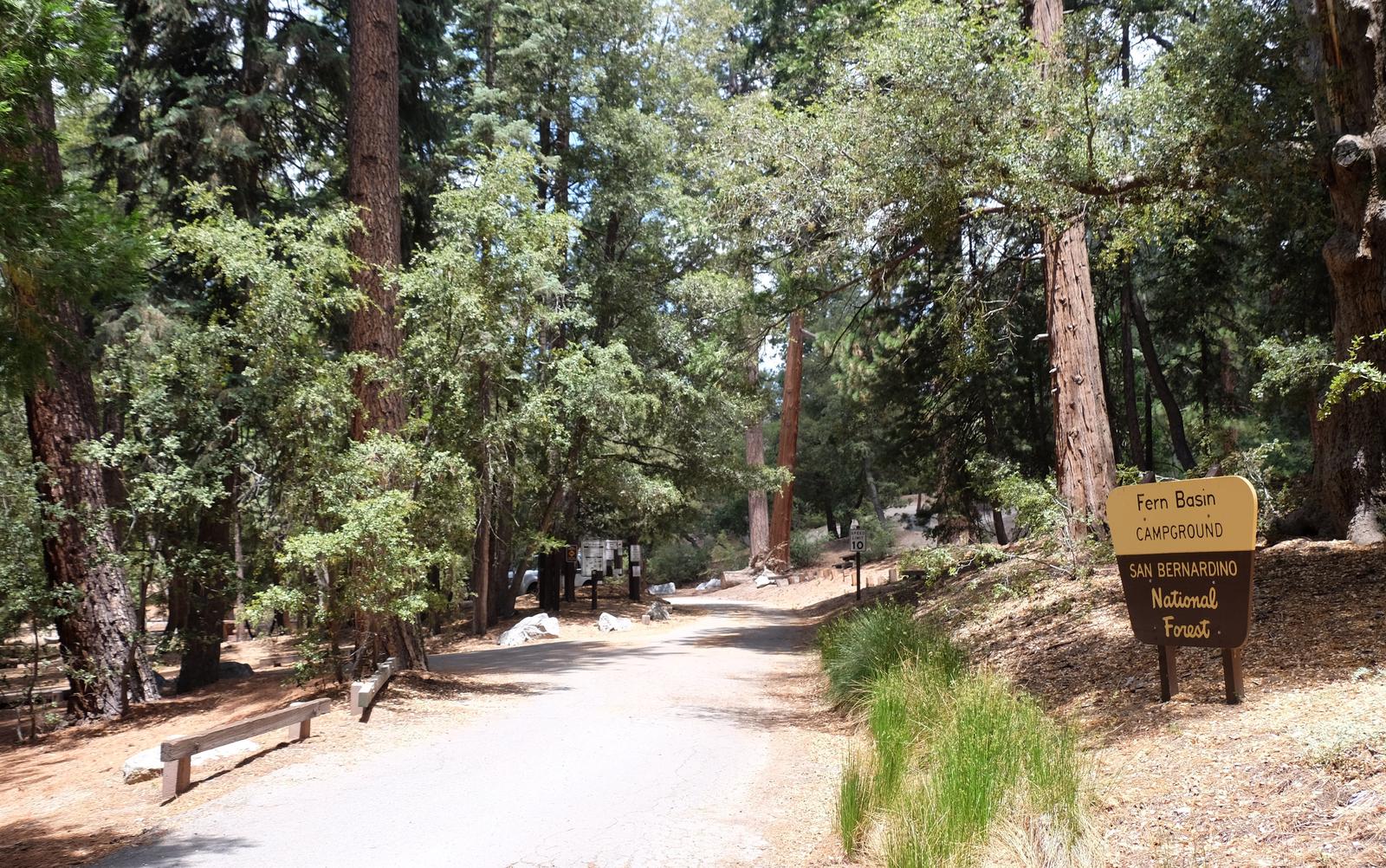 Roadway with Fern Basin Campground sign.