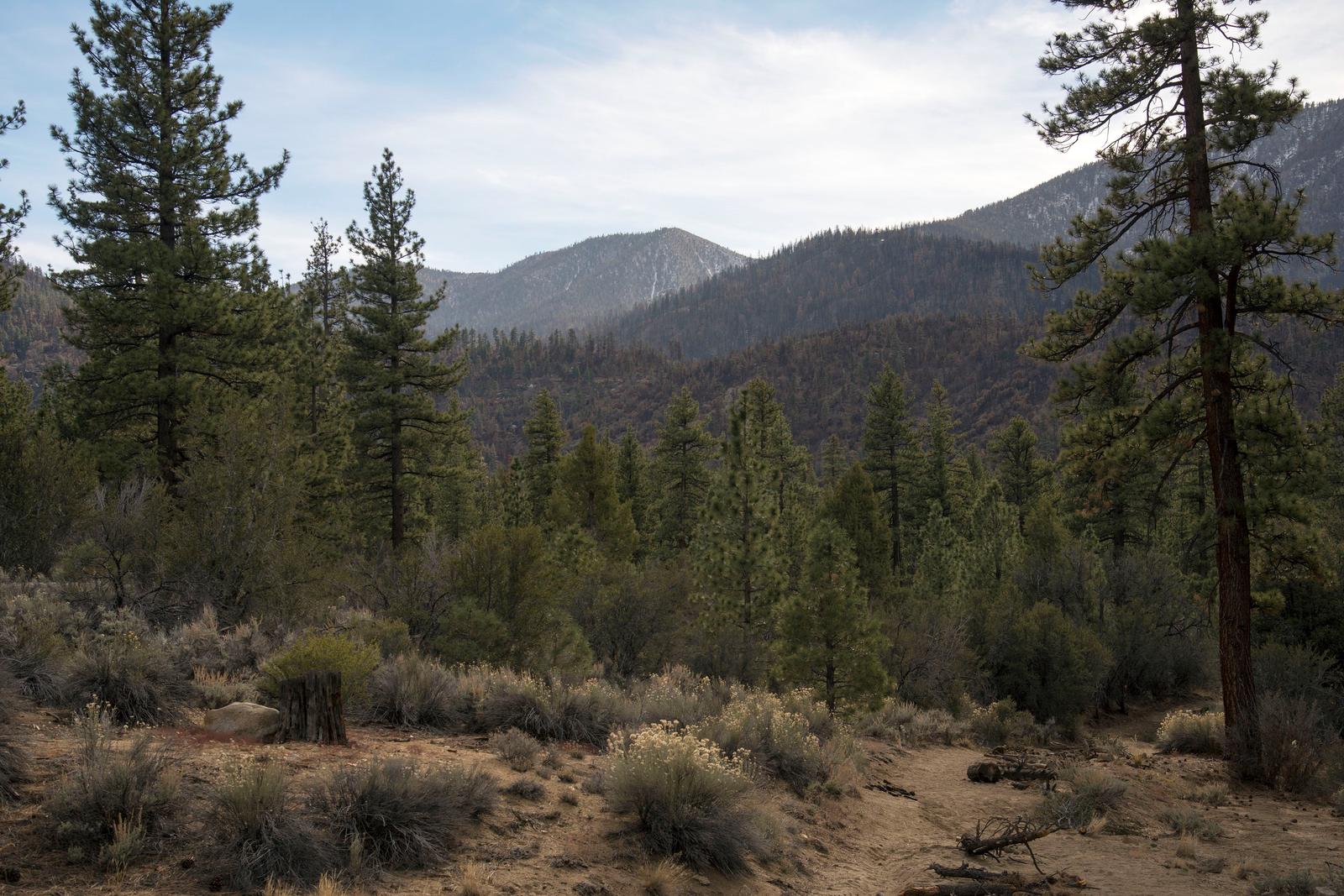 Preview photo of San Bernardino National Forest